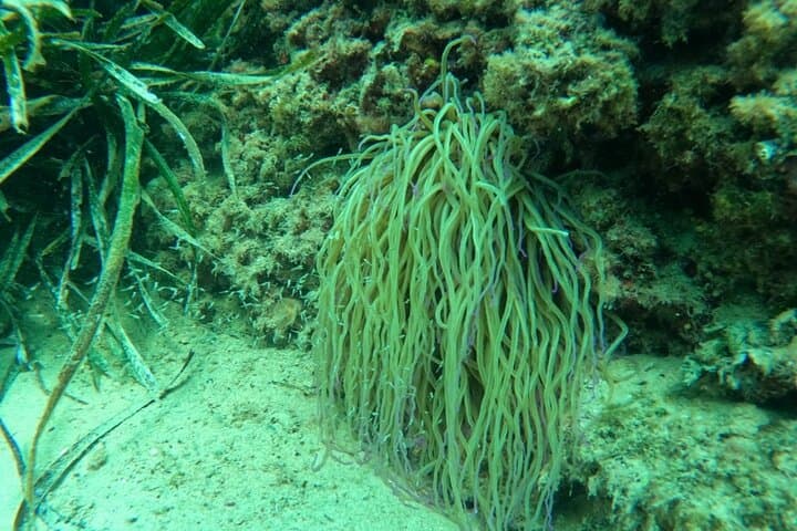 Snorkeling on the Gold Coast