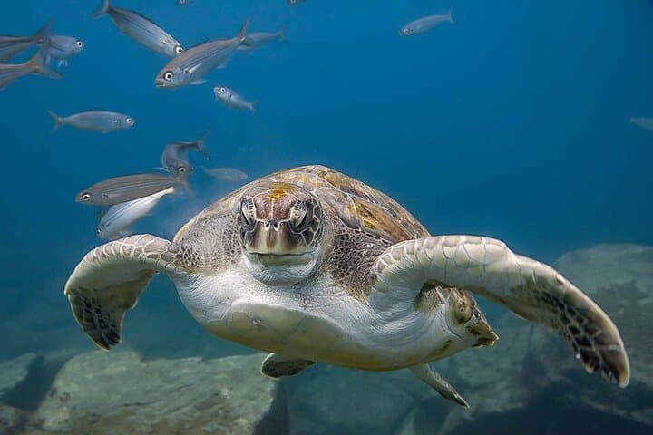 Turtle facing the camera
Discover scuba diving with Tenerife’s famous green turtles — an unforgettable experience for first-time divers.