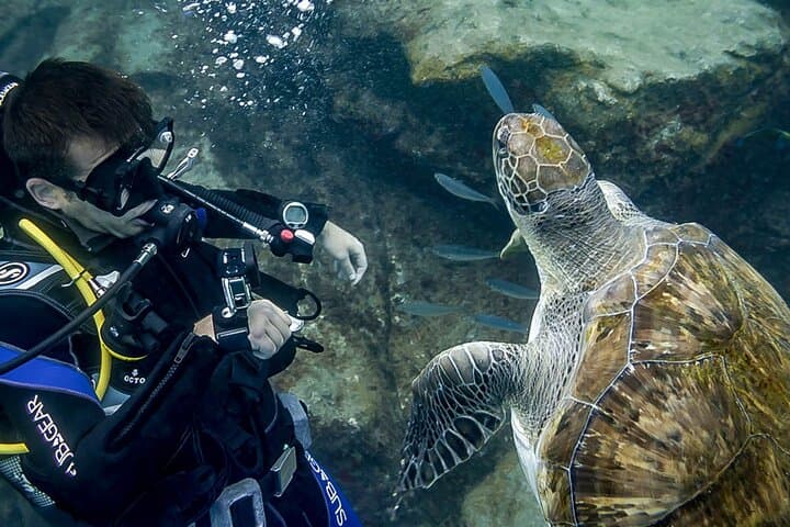 Diver close with turtle
Scuba dive alongside Tenerife’s friendly turtles — the highlight of every discover scuba diving adventure.