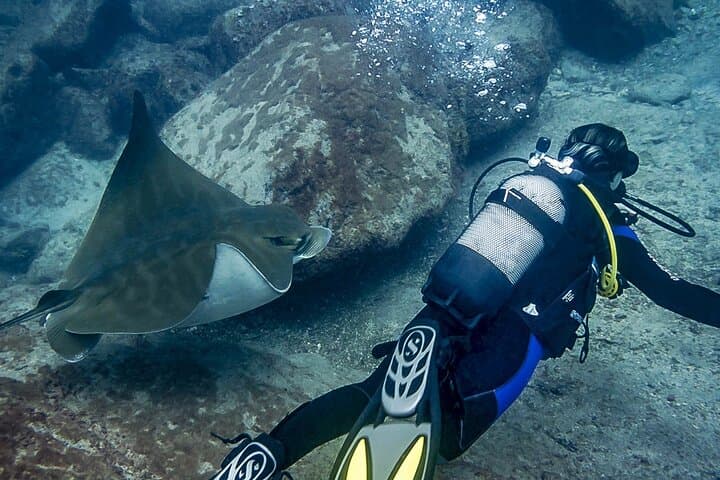 Diver with ray
First-time scuba diving in Tenerife offers breathtaking encounters with rays gliding over volcanic reefs.