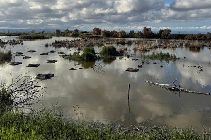 The Great Bird Show in the Ebro Delta