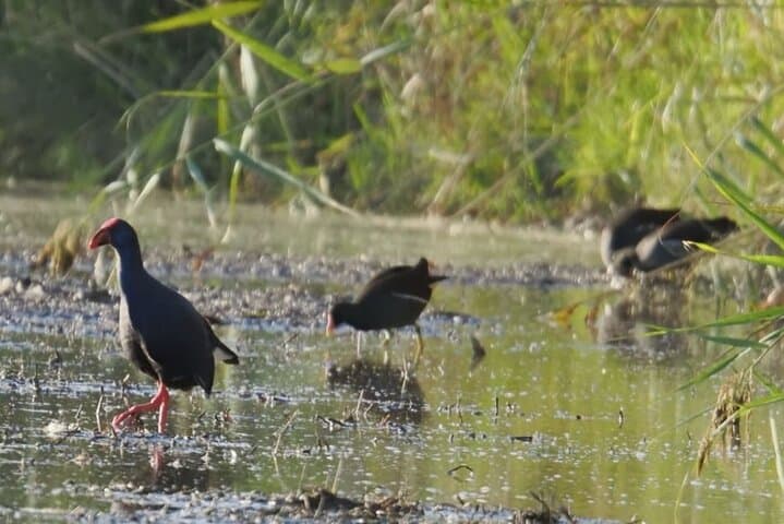 The Great Bird Show in the Ebro Delta