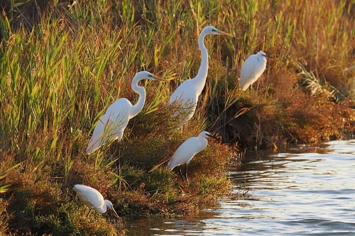 The Great Bird Show in the Ebro Delta