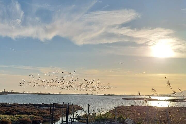 The Great Bird Show in the Ebro Delta