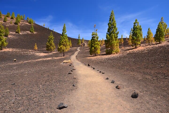 Teide National Park Safari Ride Volcano Landscapes and Wildlife