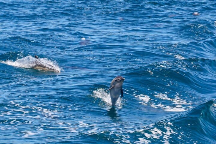 Gibraltar and Dolphin Watching Excursion from Malaga