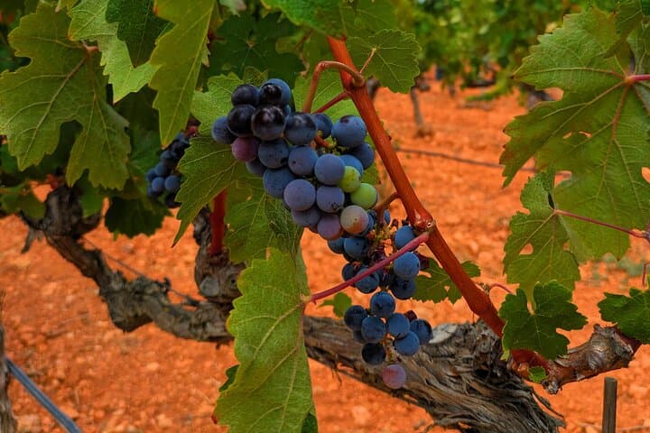 Mallorca Wine Tour Taste Local Wines in Santa Maria