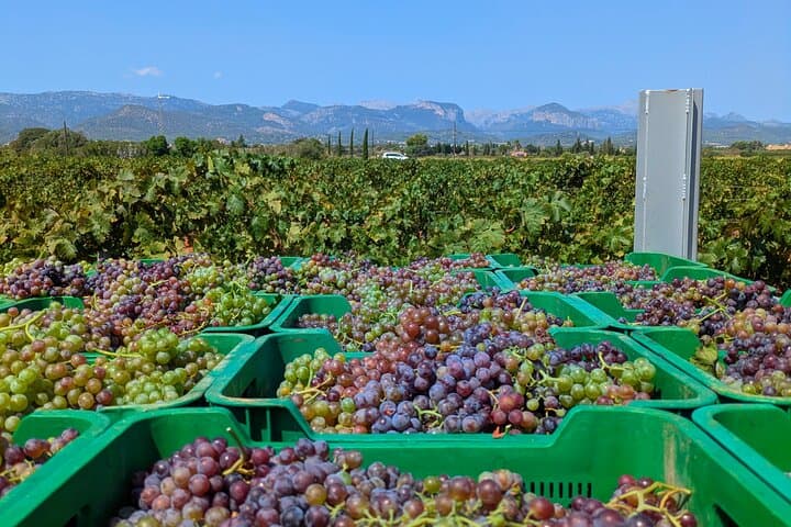 Mallorca Wine Tour Taste Local Wines in Santa Maria