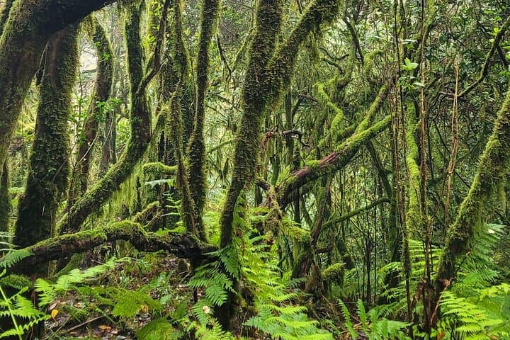 Tenerife Anaga Mountains circular hike in the Laurel Forest max 12 Pers.