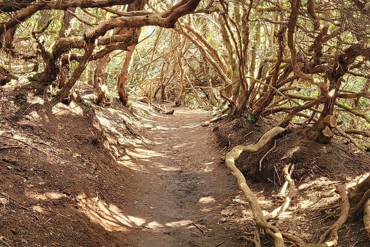 Tenerife Anaga Mountains circular hike in the Laurel Forest max 12 Pers.