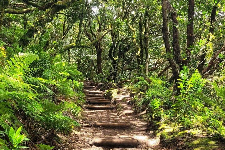 Laurel forest
