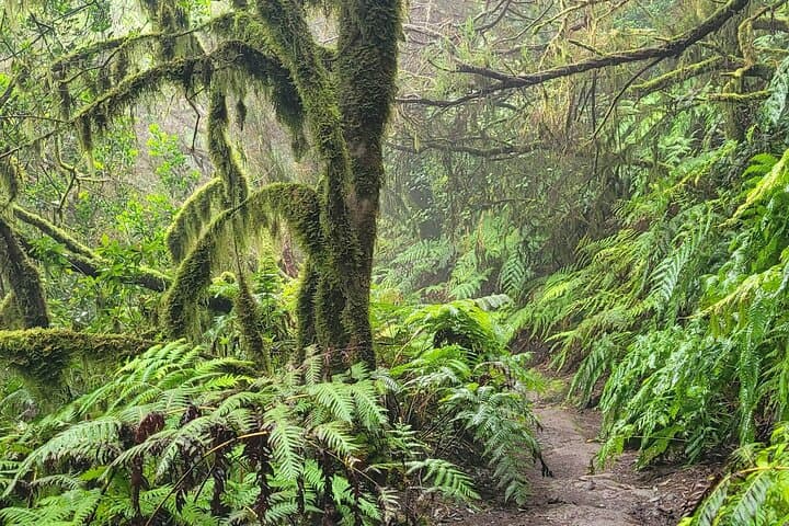 Tenerife Anaga Mountains circular hike in the Laurel Forest max 12 Pers.