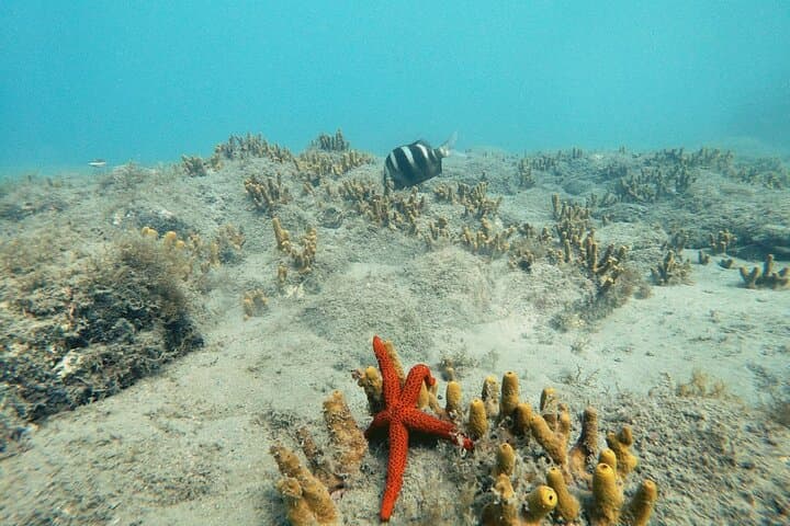 Discover Scuba Diving in Costa Calma