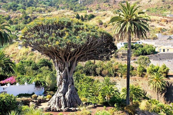 Tenerife Treasures Explore History and Coastal Wonders