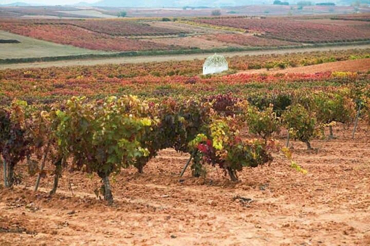 Discover origin of Red Wine in Ribera del Duero- Wine Tasting