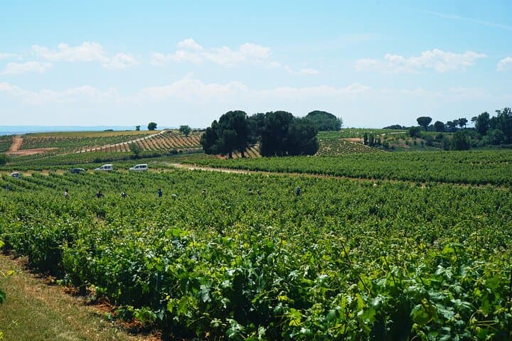 Discover origin of Red Wine in Ribera del Duero- Wine Tasting