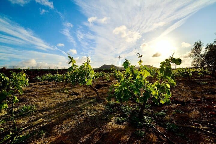Fuerteventura: Wine Tasting and El Cotillo Afternoon Escape