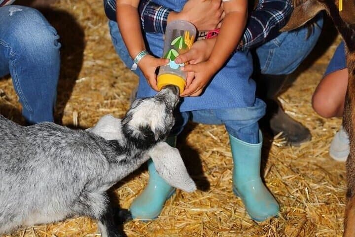Feeding a Jairite