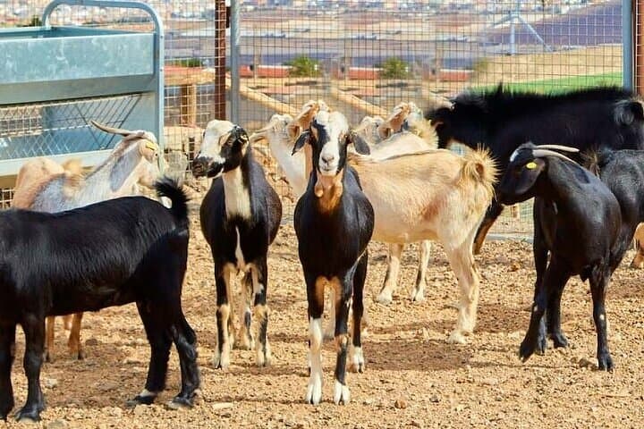 Goats