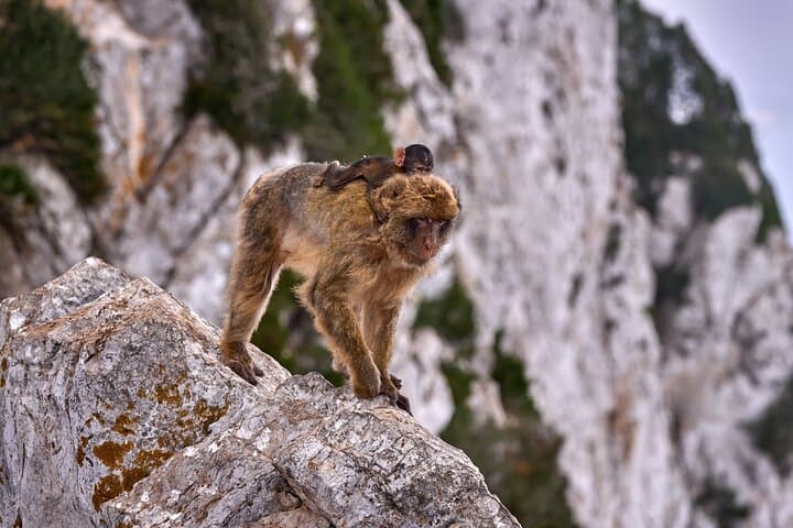 Gibraltar and Mijas Tour from Málaga full assistance
