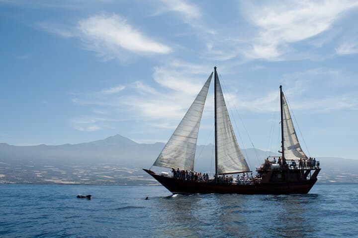 Respectful Whale Watching on a Wooden Boat and Swim