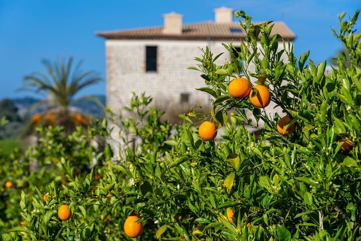 Sierra Tramuntana: Mountain Tops and Cosy Villages