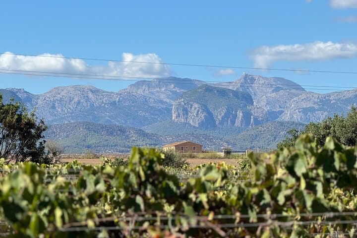 AVENIDA WINE EXPERIENCE- Treasures of the local wine