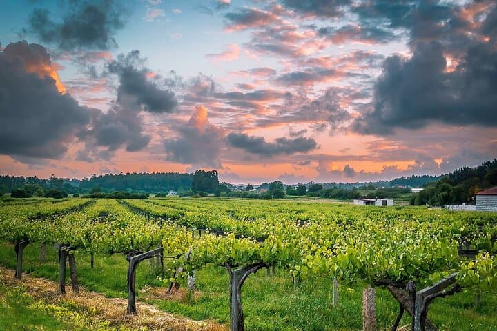Albariño trails Private Wine Tour/Shore excursion from Vigo