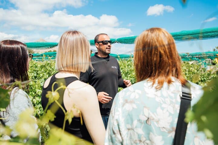 Alicante Winery Small Group Tour with Wine Tasting
