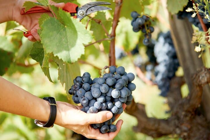 Wines & Wonders: Gaudí Unveiled & Premium Wine Escape