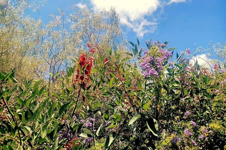 Our vineyards are not only a haven for our wines, bit also a sanctuary for a tiny friends like bees ans butterflylies, thriving in harmony with nature.