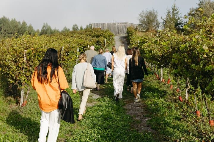 Bilbao: Txakoli and Local Flavors in the Urdaibai Biosphere