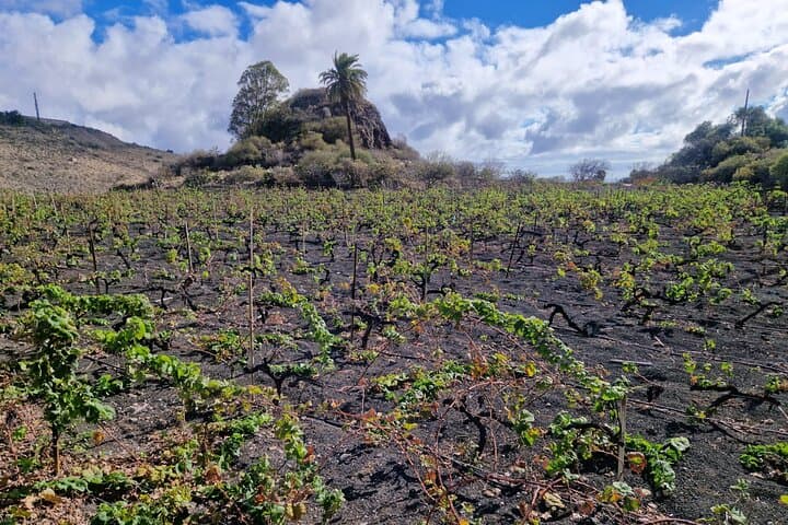 Vineyards