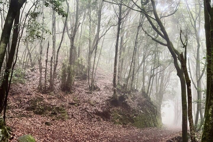 Hiking over Masca through laurel relict woods. Transfer included.
