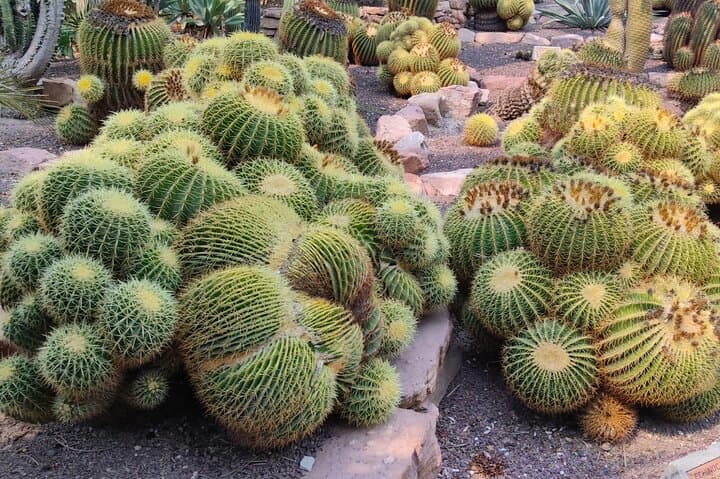 Jardin botanico
