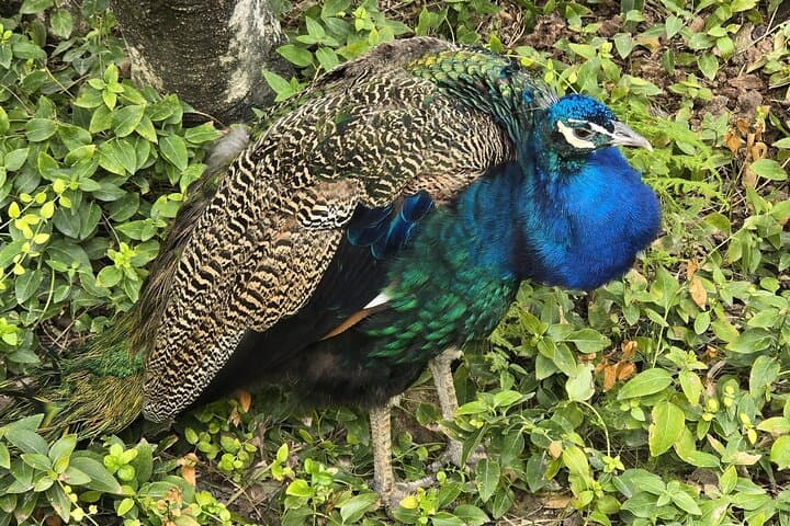 Jardin Botanico