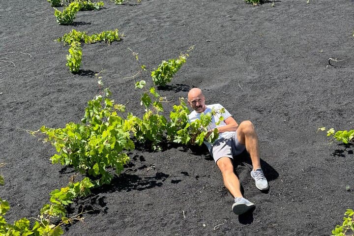 La Palma vineyards covered by layer of thick porous volcanic ash