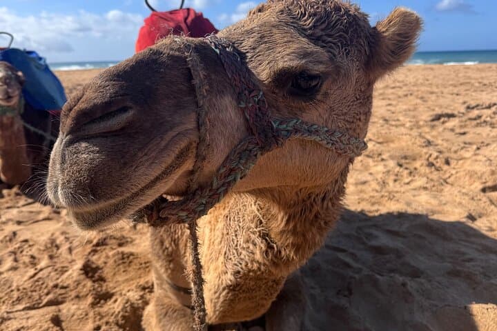 Tangier Luxury Private Day Trip From Estepona All Inclusive