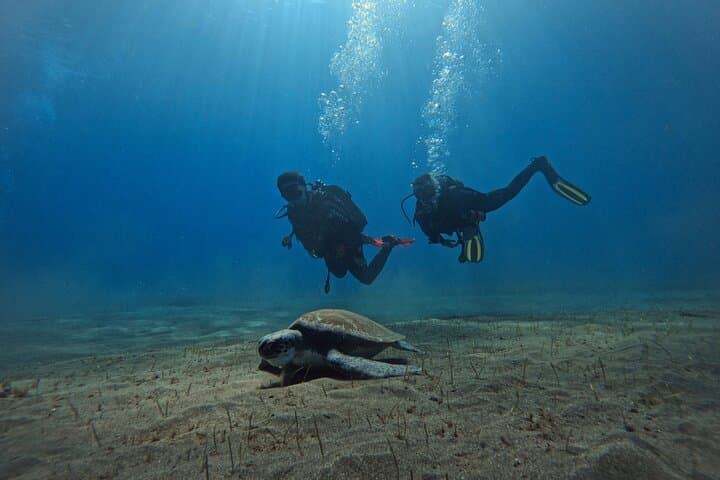 Beginner's Dive at a Spot with Turtle Sightings in Tenerife