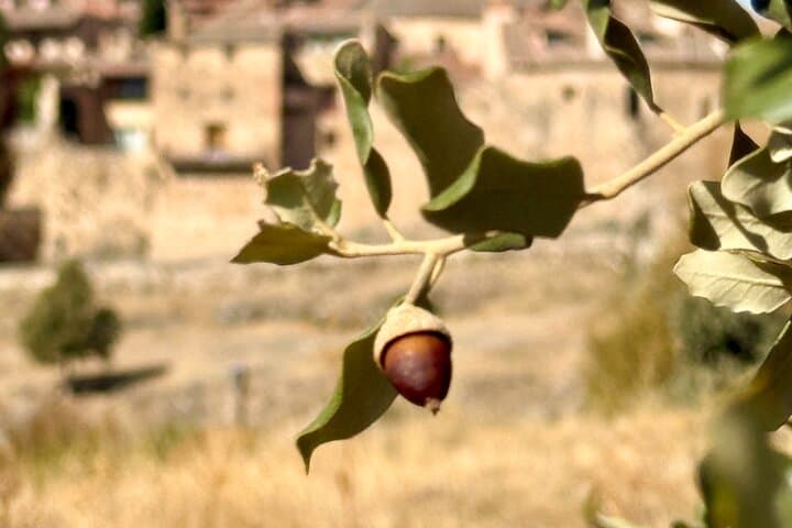 Branch and acorn