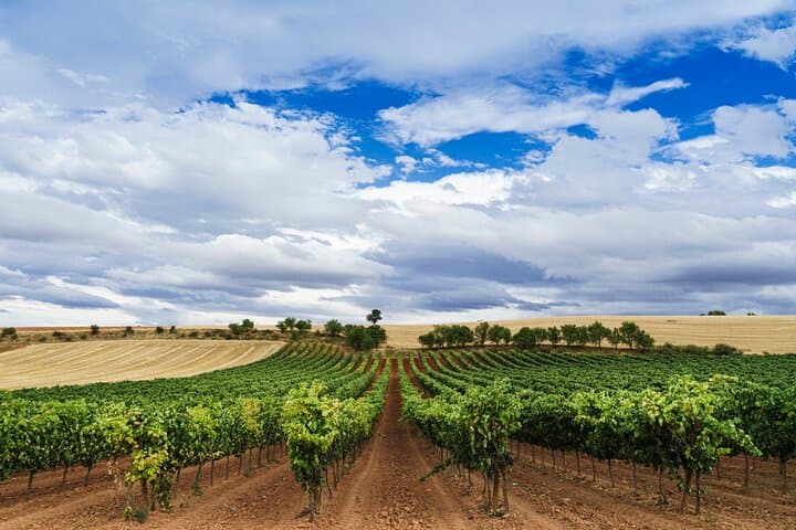 Madrid Wine Tasting Private Tour with Wine Expert