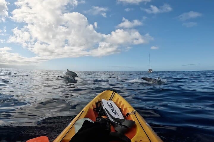 Dolphins jumping by the kayak.