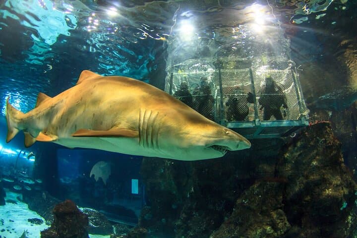 Barcelona City Tour Hop-On Hop-Off and Aquarium