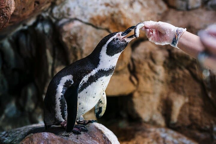Barcelona City Tour Hop-On Hop-Off and Aquarium