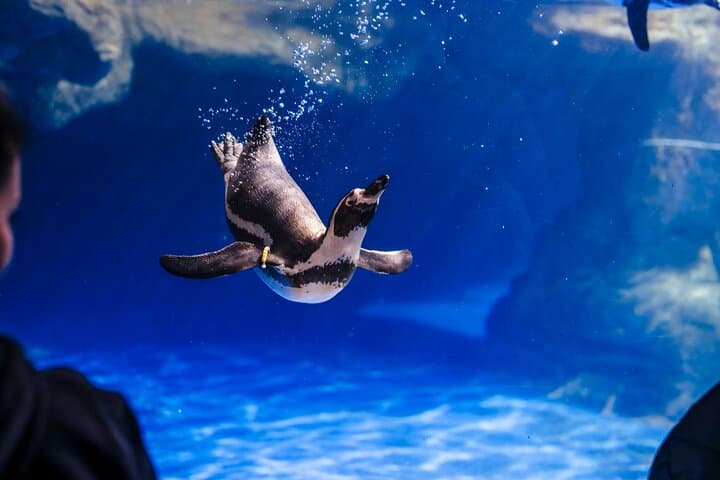 Barcelona City Tour Hop-On Hop-Off and Aquarium