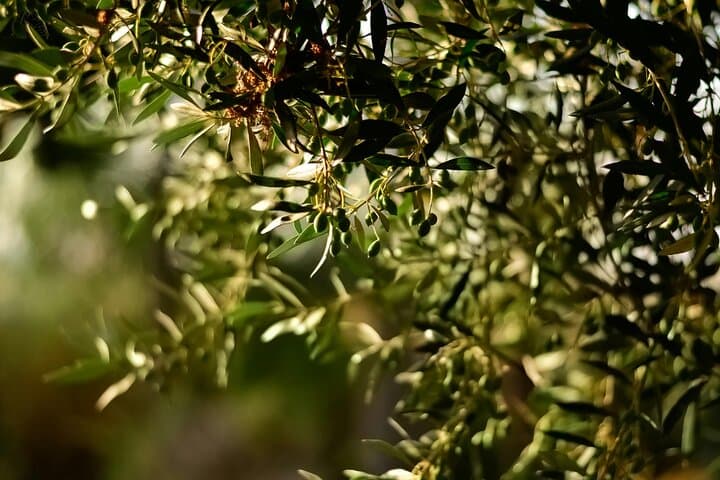 Our own olives, that we use to make the most delicious Extra Virgin Olive oil.