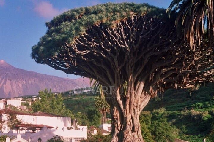 Grand VIP Tour Tenerife with private Guide by Lux car