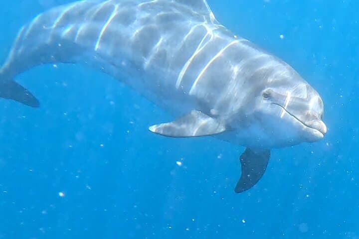 Turtle and Dolphin Watching Kayaking and Snorkeling Tour