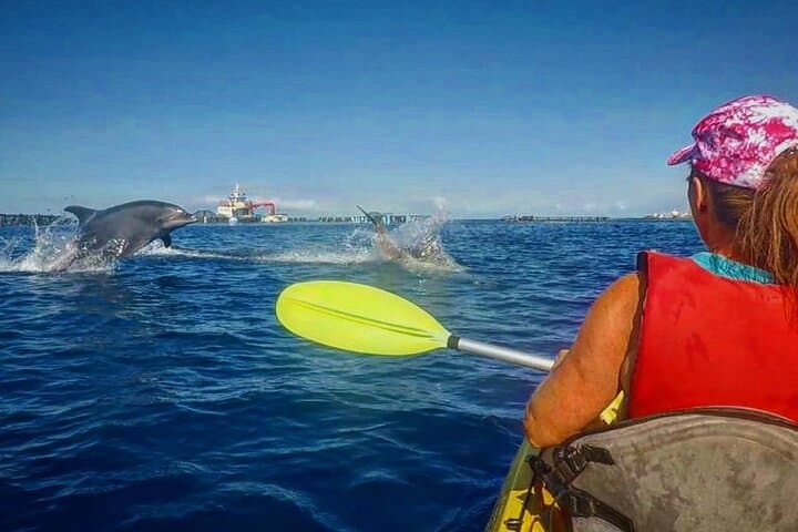 Turtle and Dolphin Watching Kayaking and Snorkeling Tour