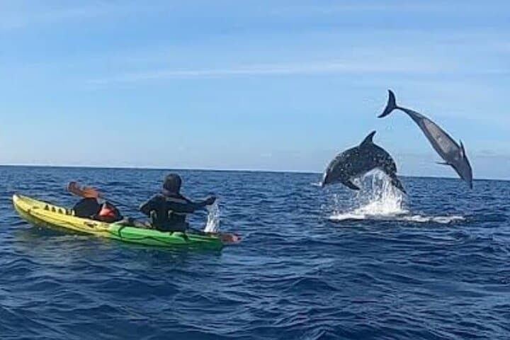 Turtle and Dolphin Watching Kayaking and Snorkeling Tour